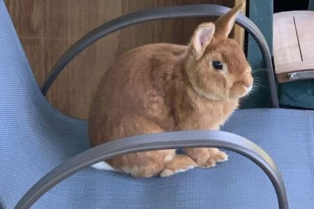 Pet bunny